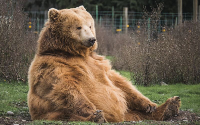 Don’t poke the bear! Why many executives are afraid of talking to customers