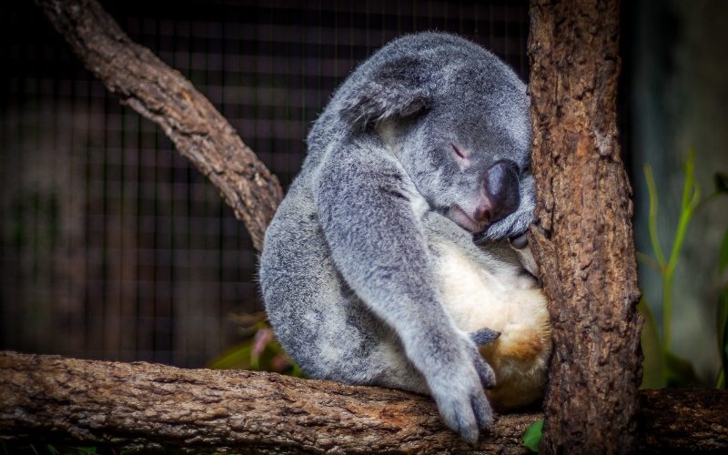 3 Experience design principles that helped koala bushfire charity raise over $2 million