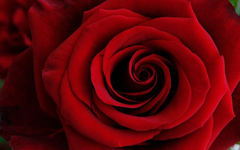 Do businesses still believe in love? Australian consumers do.